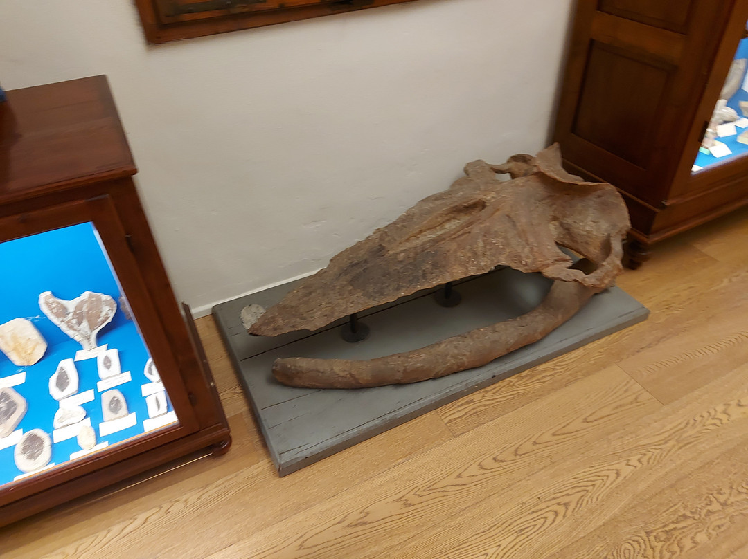 Museo Paleontologico di Montevarchi-蒙泰瓦尔基必去景点