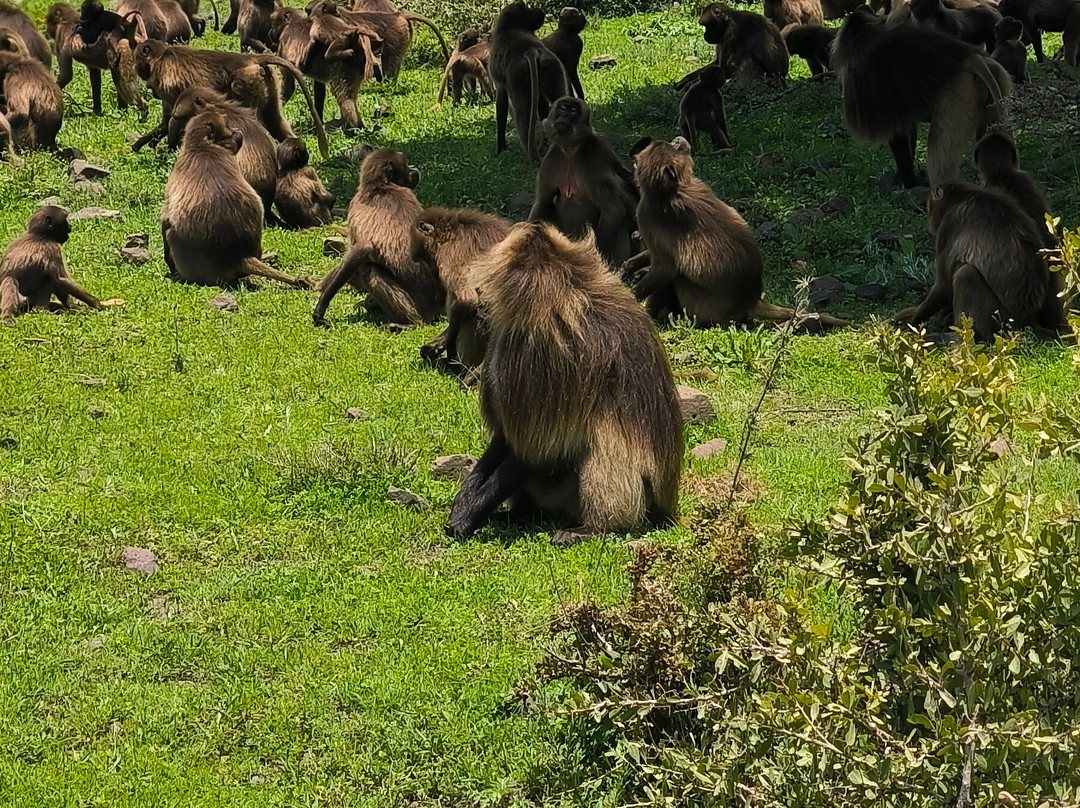 Aman Ethiopia Tours-亚的斯亚贝巴必去景点