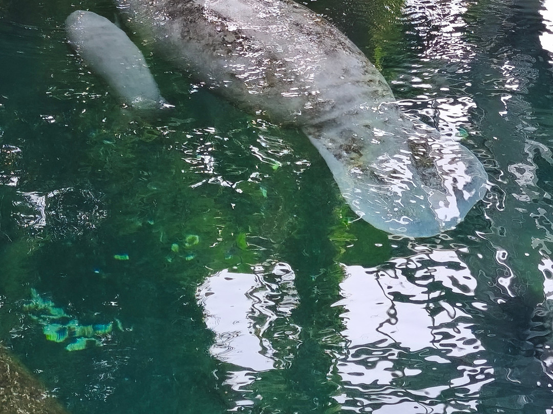 ZooParc de Beauval-圣艾尼昂必去景点
