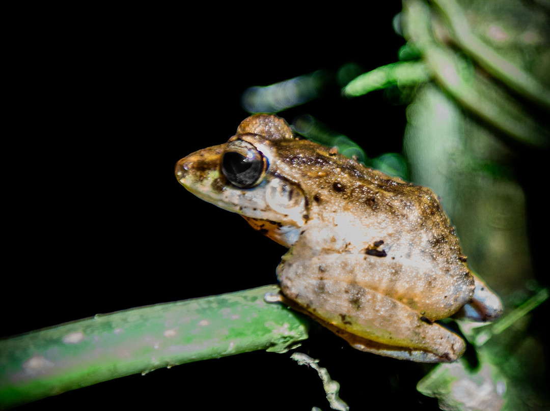 Manuel Antonio Expeditions-哥斯达黎加安东尼奥国家公园必去景点