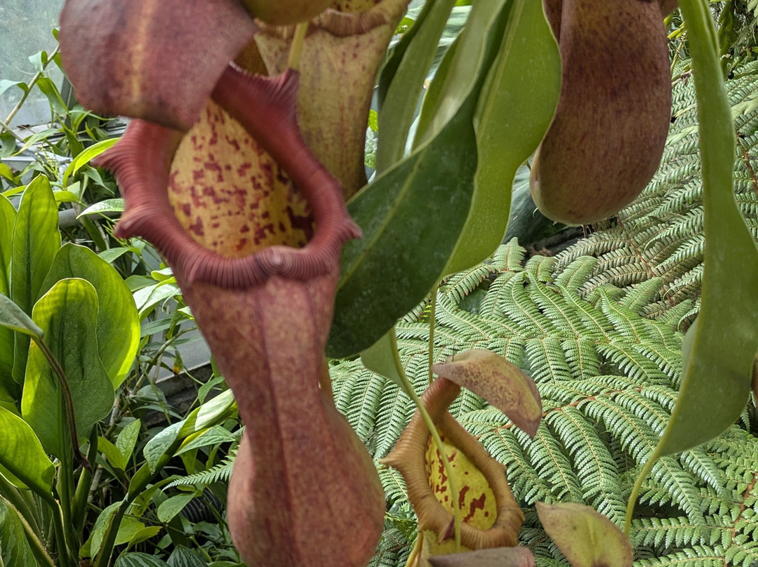 University of Oxford Botanic Garden-牛津必去景点