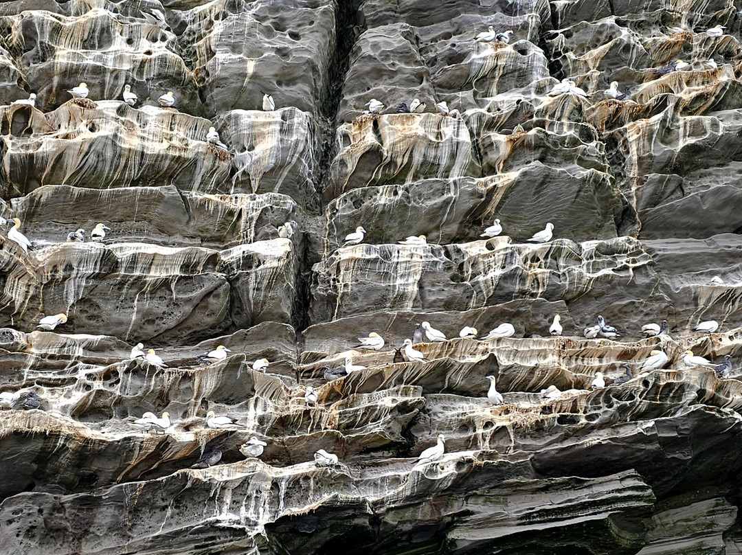Seabirds and Seals - The Original Noss Boat Tours-Lerwick必去景点