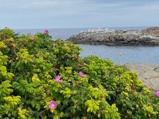 Cape Neddick Nubble Lighthouse-约克必去景点