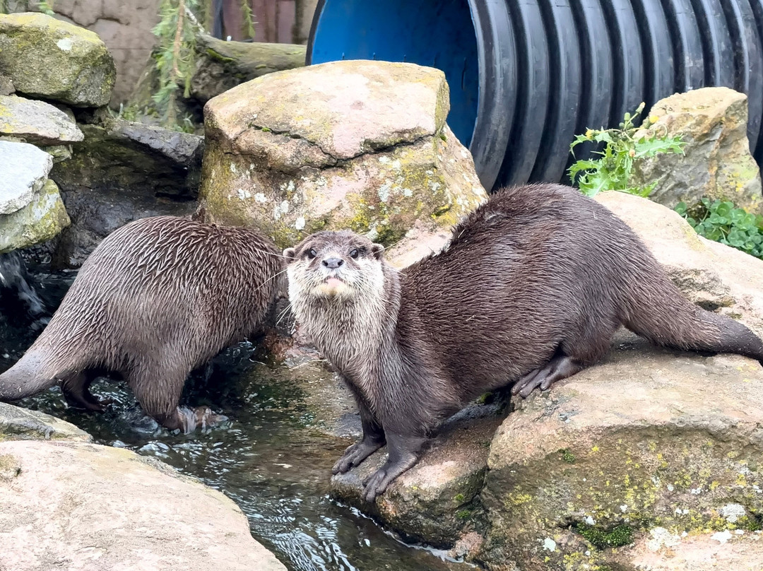 Five Sisters Zoo-West Calder必去景点