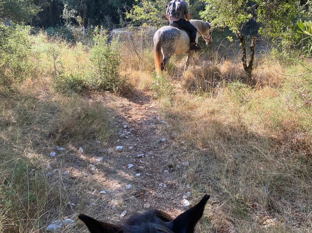 Kefalonia's Horse Riding Stable-萨米必去景点