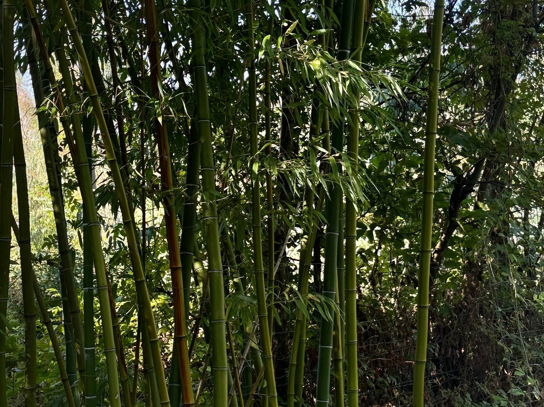 Jungle Garden-Eu必去景点
