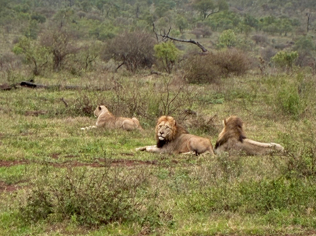 On Safari Africa - Kruger National Park-马里兰必去景点