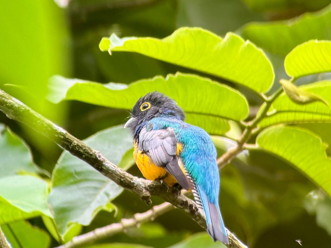 Panama Rainforest Discovery Center-甘博阿必去景点