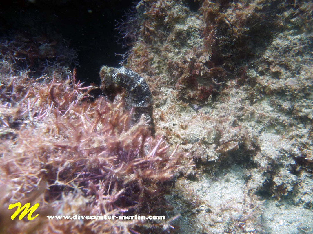 Divecenter Merlin-苏莎亚必去景点