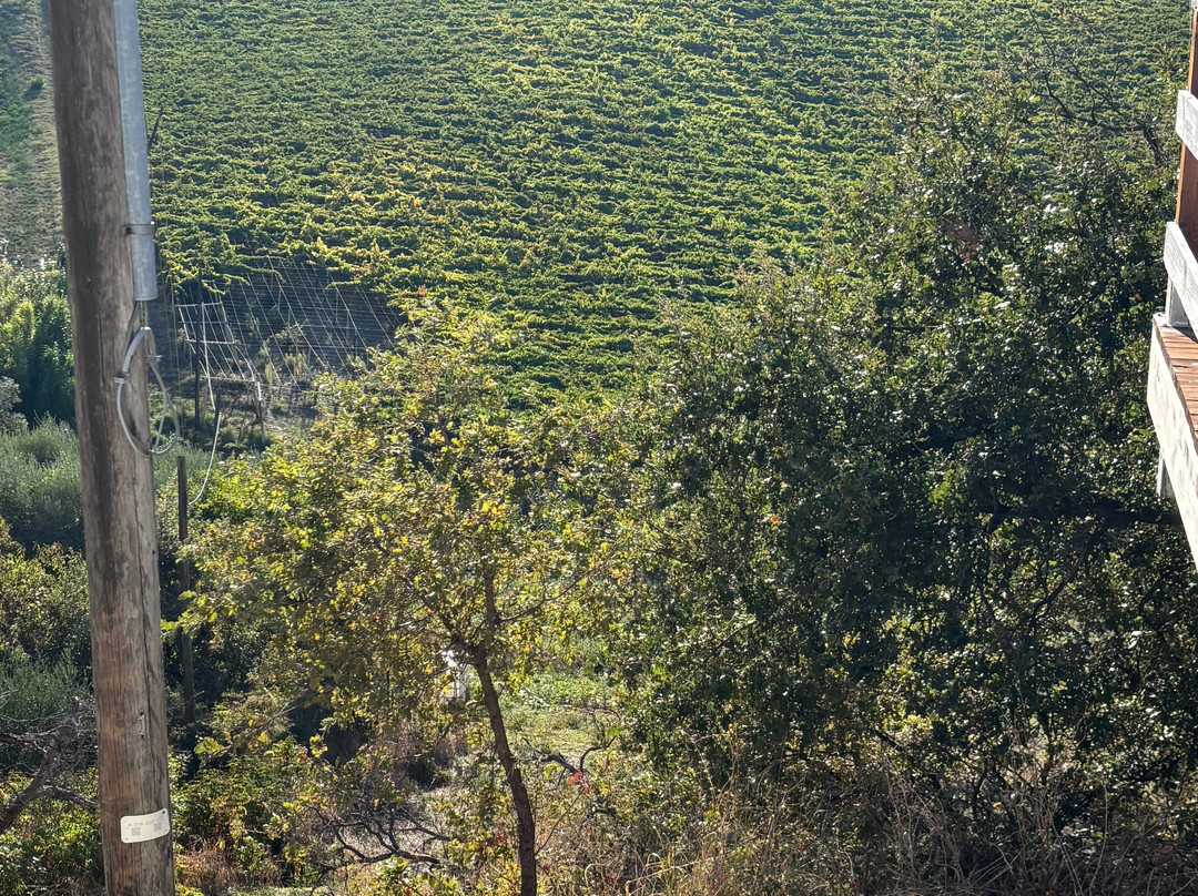 Azienda Vitivinicola Tenuta Oderisio-Monteodorisio必去景点