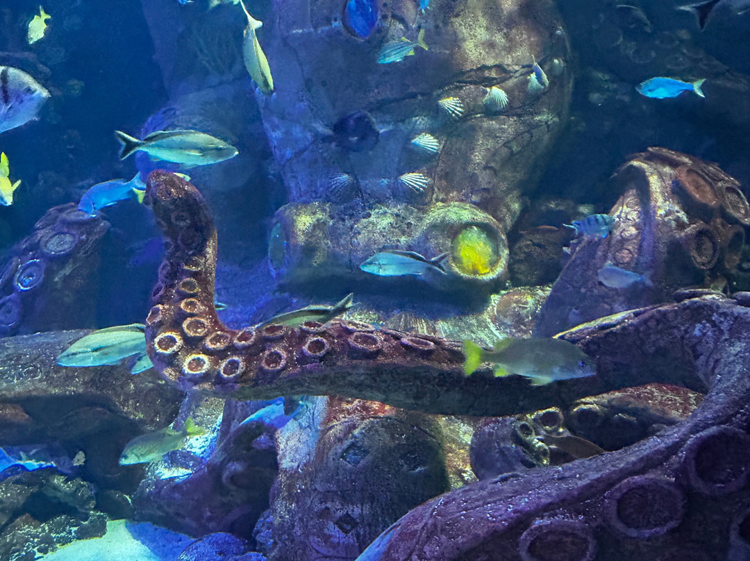 Aquarium At The Boardwalk-布兰森必去景点