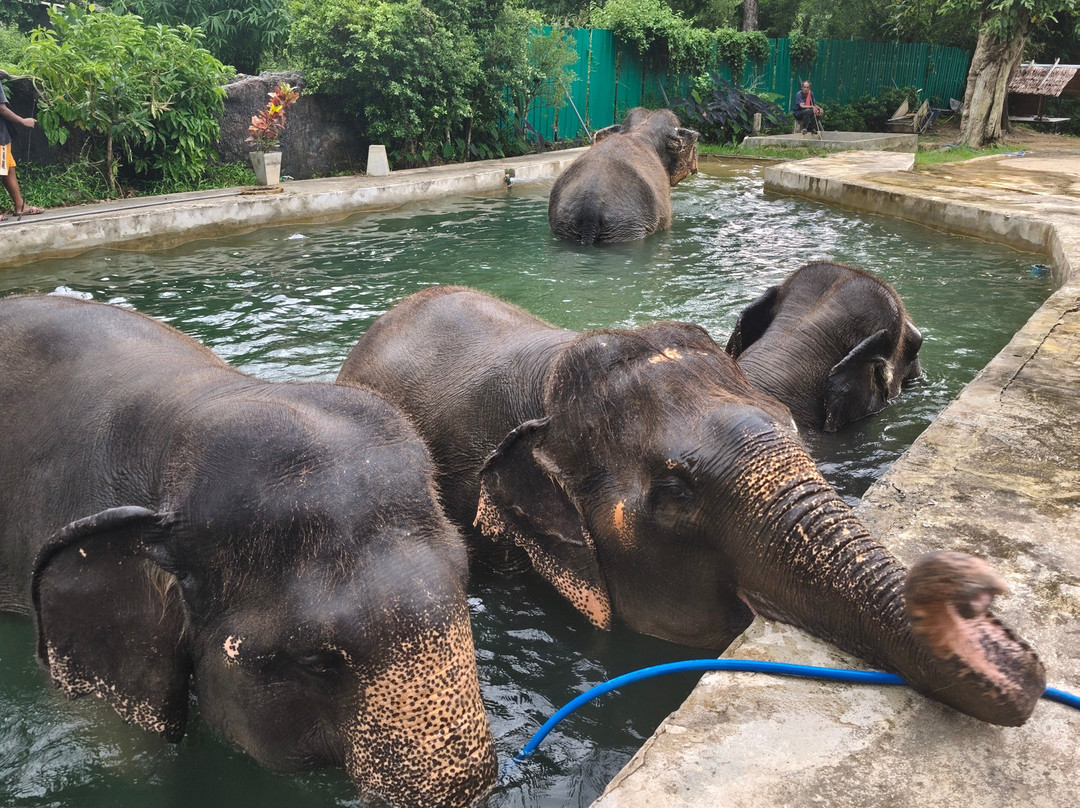Lanta Elephant Lover