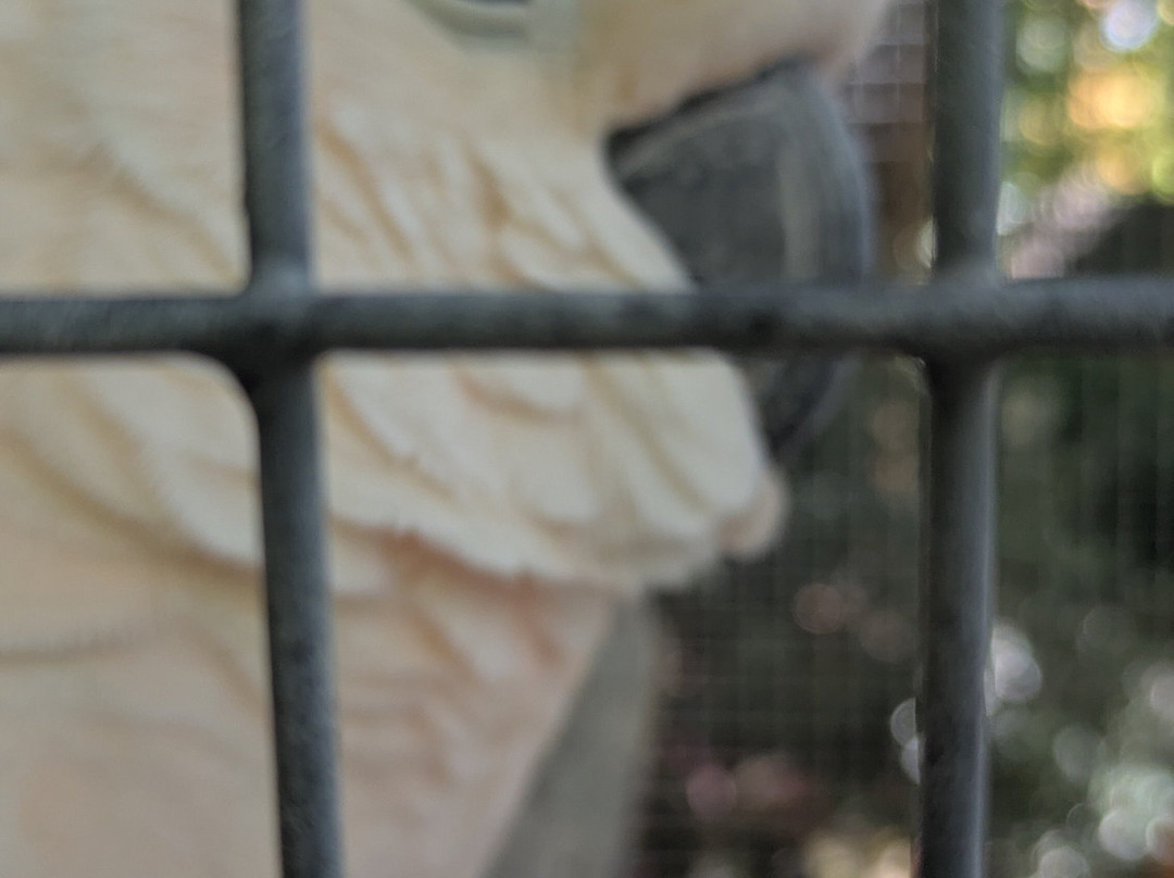 Parrot Mountain & Gardens-皮金福奇必去景点