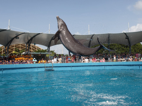 迈阿密水族馆-迈阿密必去景点
