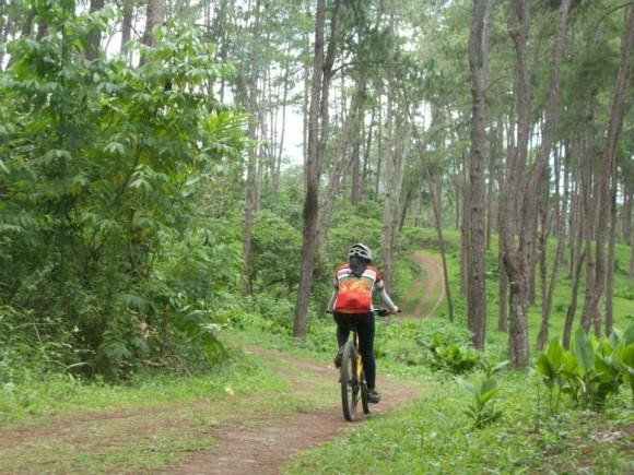 The Bukidnon Tree Park景点图片