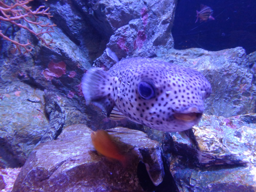 久慈市旅游景点-Moguranpia Machinaka Aquarium