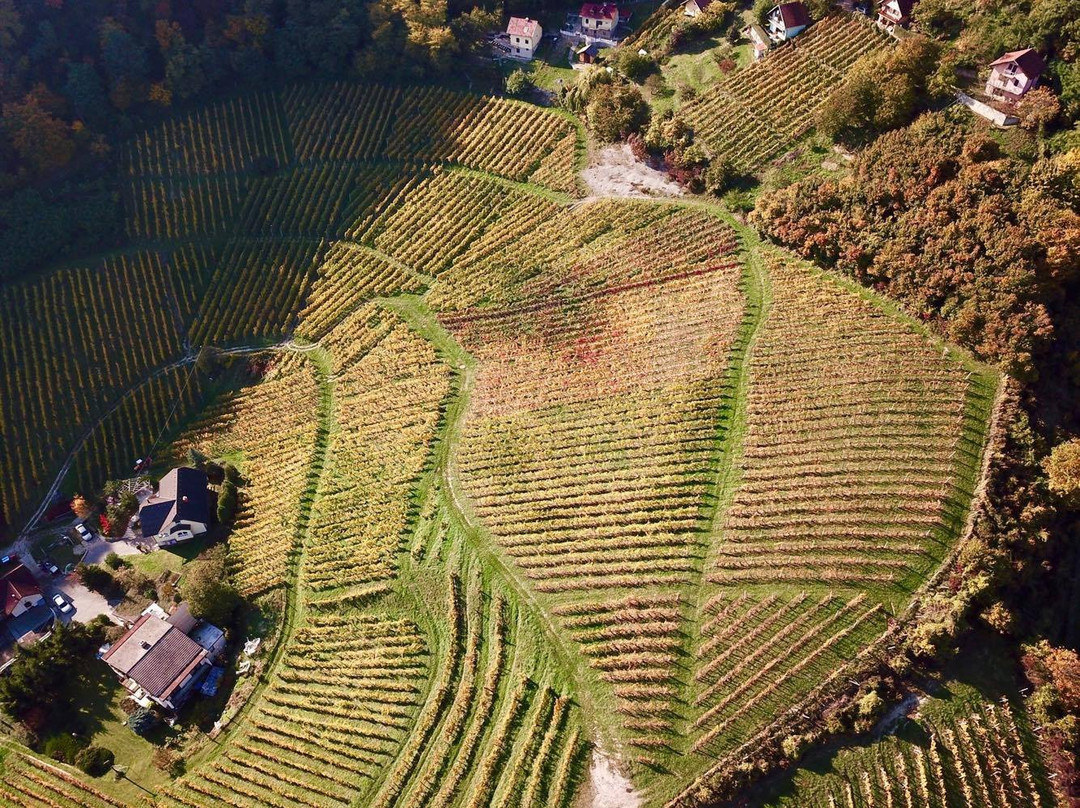 Vinogradi Horvat景点图片