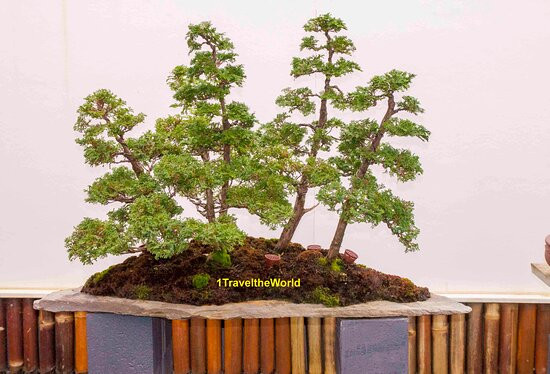 Chojo Feature Trees-Sassafras必去景点