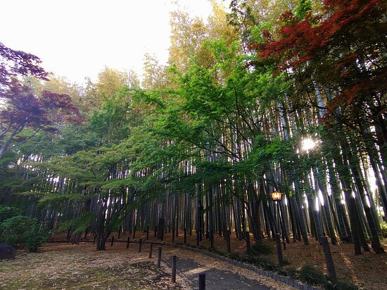 Toen-ji Temple景点图片