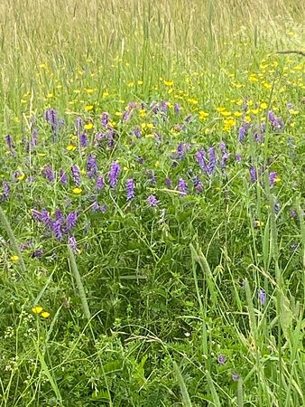 New England Falconry-伍德斯托克必去景点