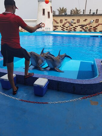 Agadir Dolphin World-阿加迪尔必去景点