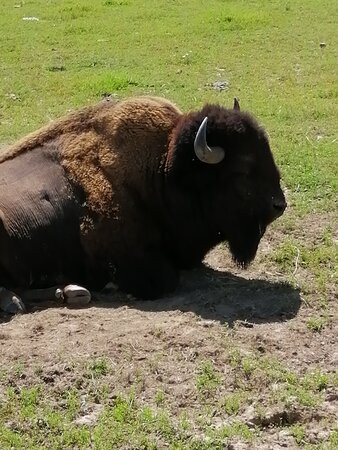 Ranch des Bisons景点图片