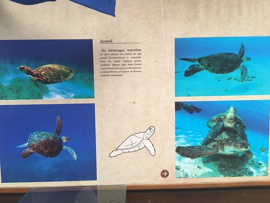 Fundação Projeto Tamar - Fernando de Noronha-费尔南多-迪诺罗尼亚群岛必去景点