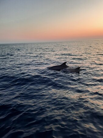 Pula Dolphin-普拉必去景点