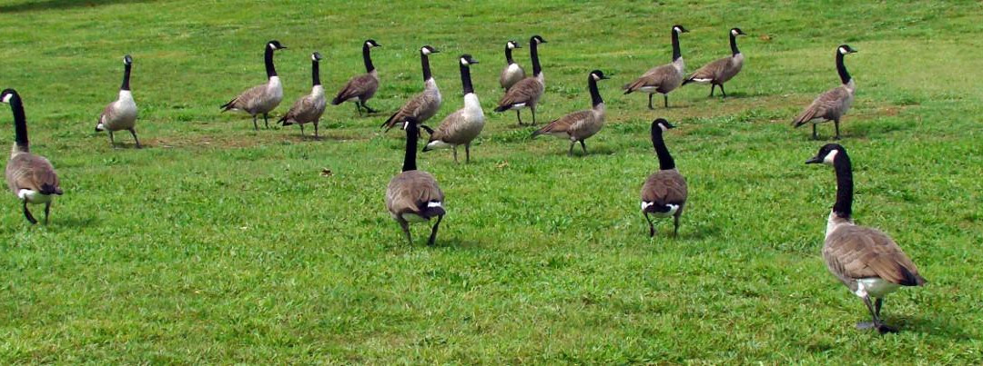 Freeman Lake Park-伊丽莎白敦必去景点