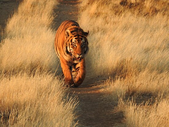 Tiger Canyon Private Game Reserve-Philippolis必去景点