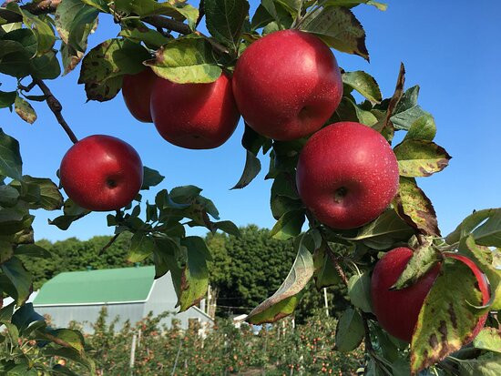 Vergers Rockburn Orchards-Hinchinbrooke必去景点