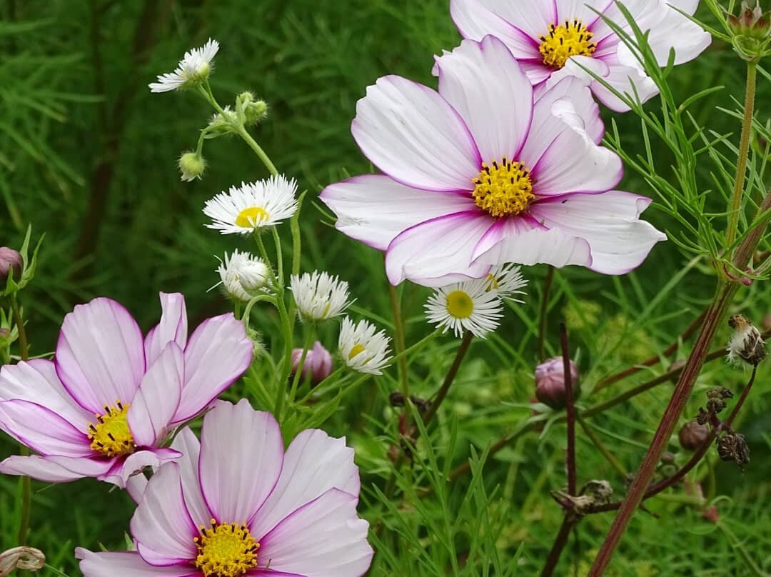 Botanischer Garten景点图片