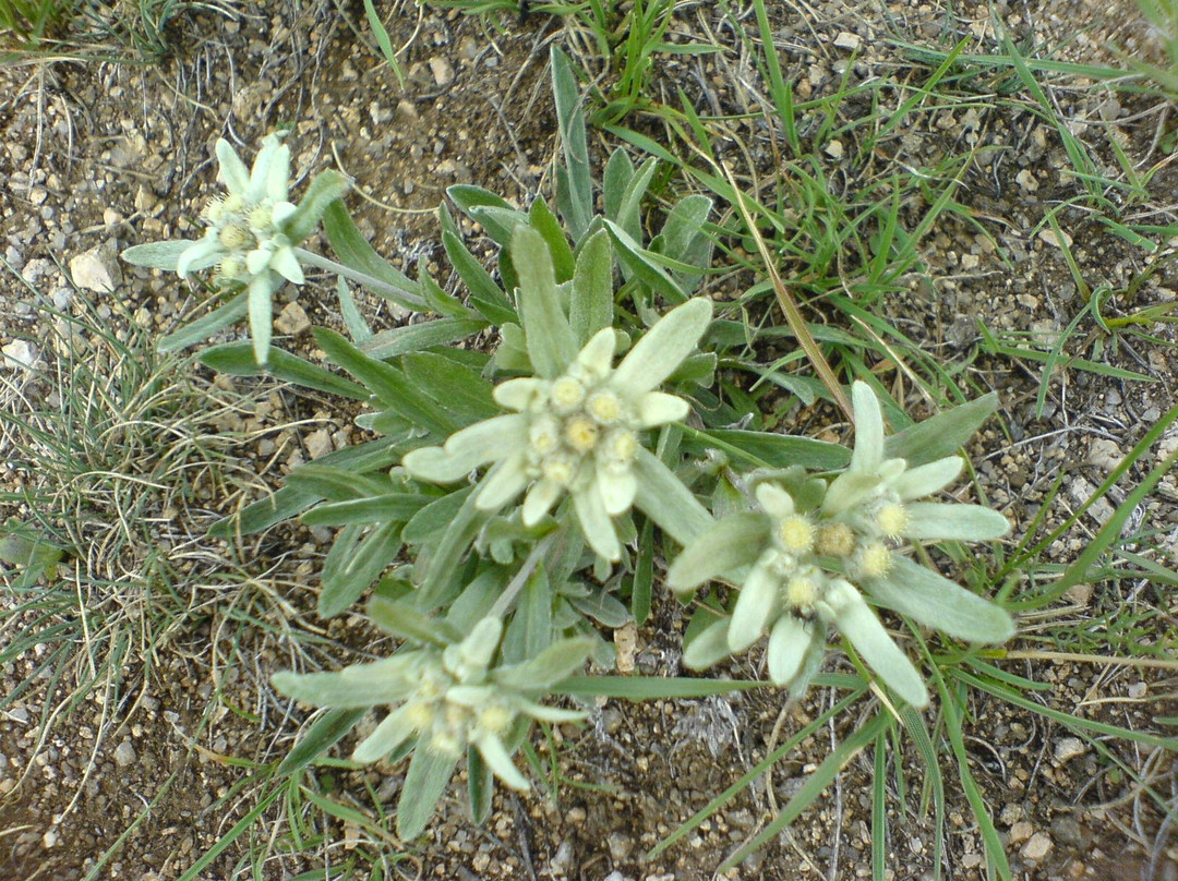 Temma Trekking Camp景点图片