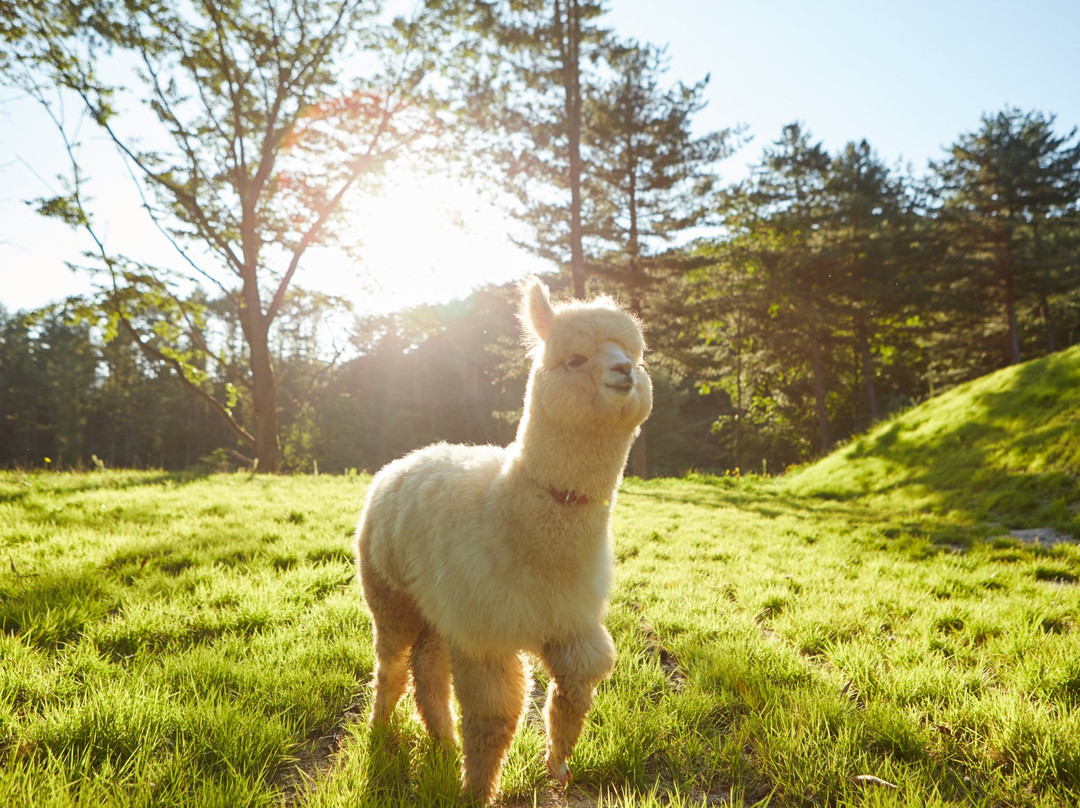 Alpaca World-洪川郡必去景点