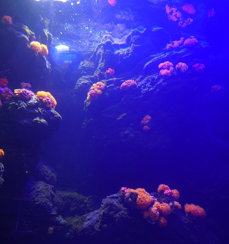 Shikoku Aquarium景点图片