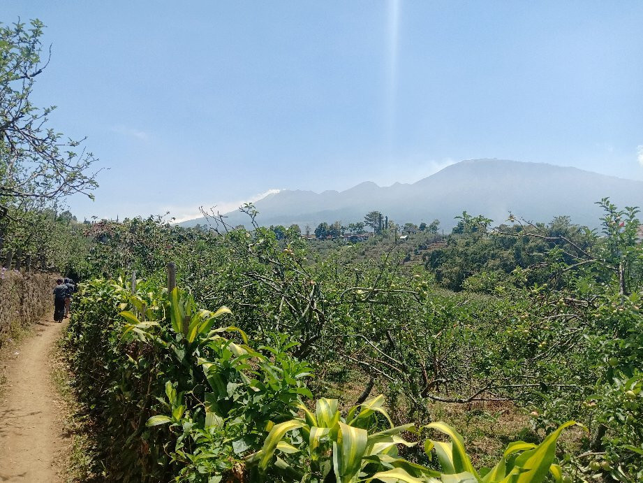 Petik Apel Kebun 8景点图片