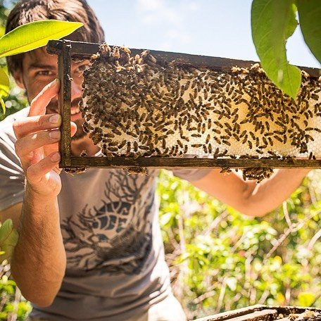 Bee Boys Bee Space-凯鲁瓦-柯纳必去景点