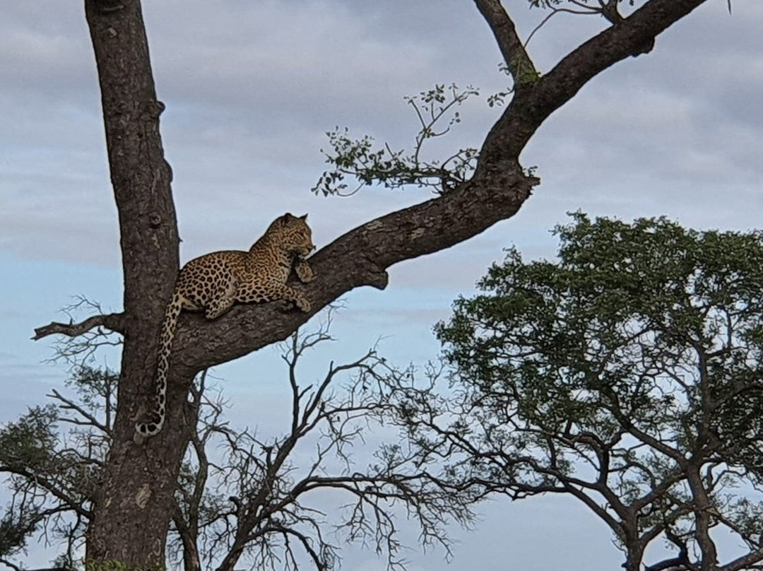 Katambora Safaris