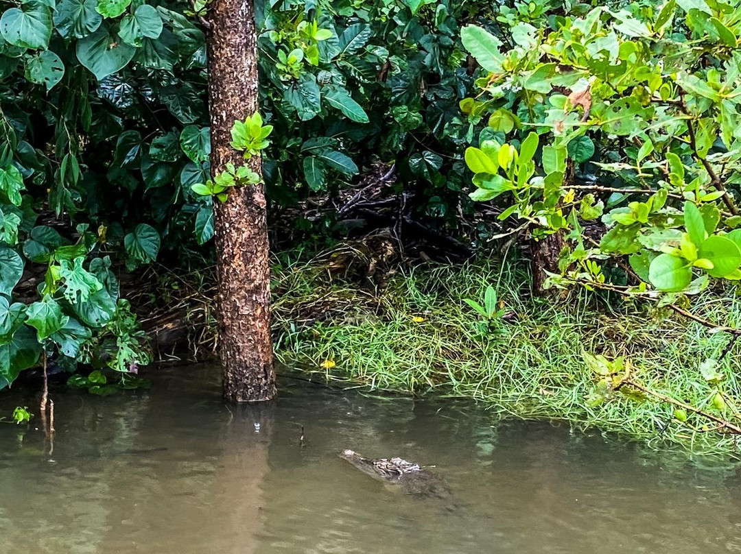 Daintree River Cruise Centre-Daintree必去景点