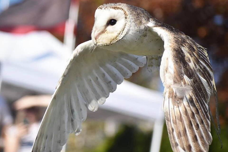 Feathered Friends景点图片