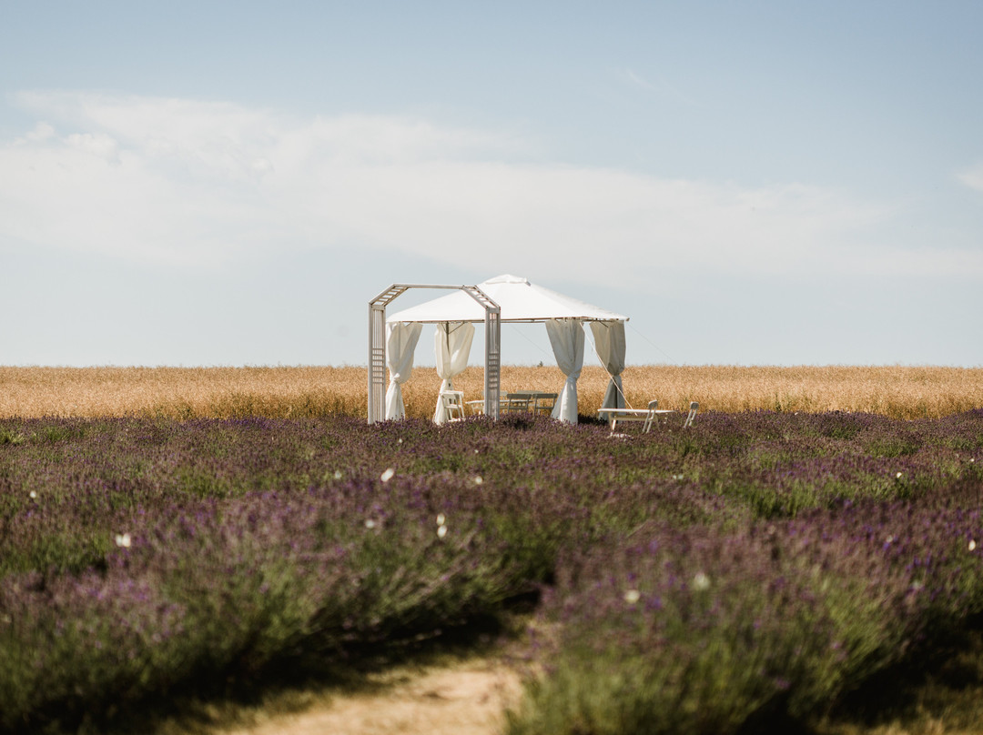 Levandulový Statek Bezděkov-Usov必去景点