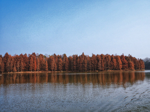 海湾国家森林公园-上海市必去景点