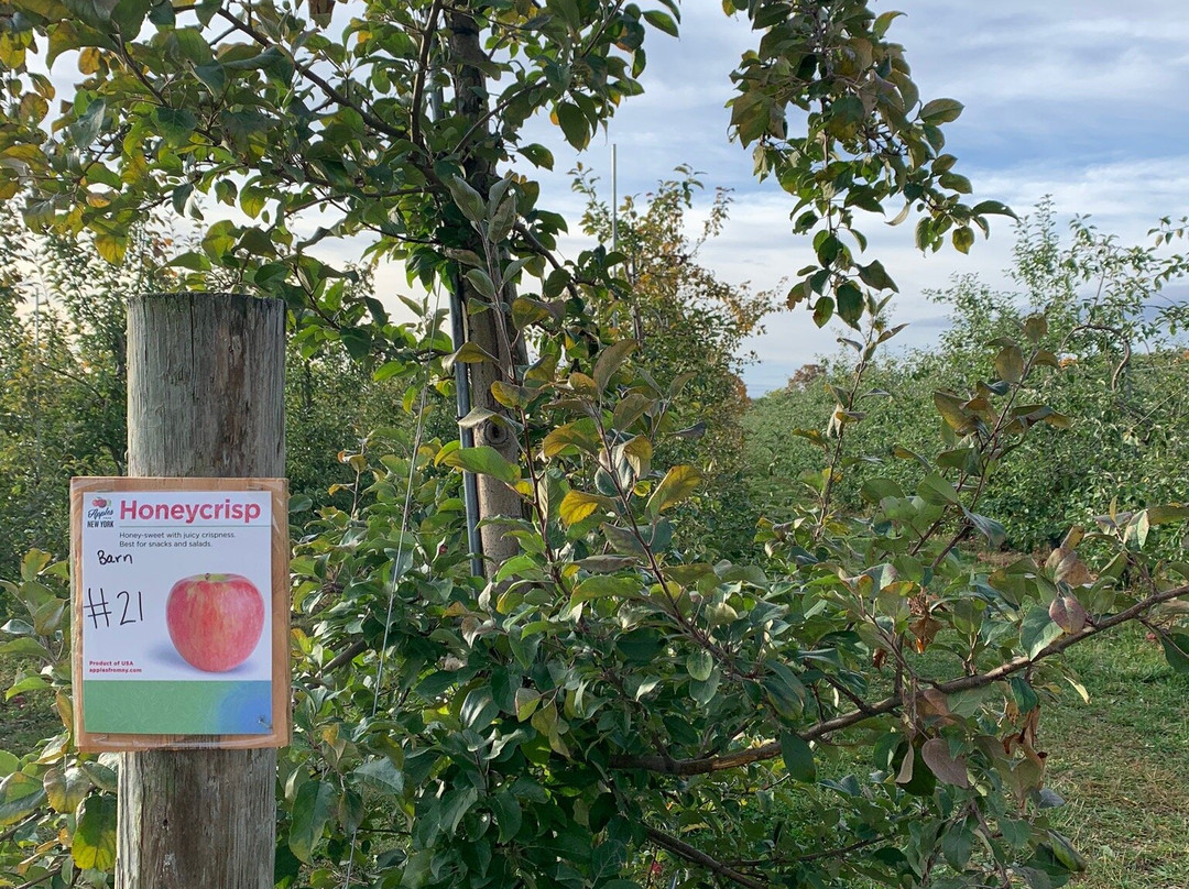 Reisinger's Apple Country-沃特金斯格伦必去景点