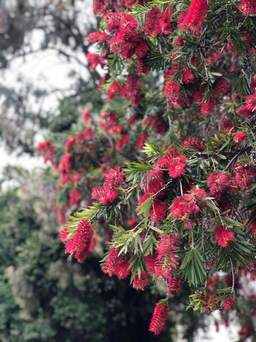 Jerrys Plains旅游攻略图片