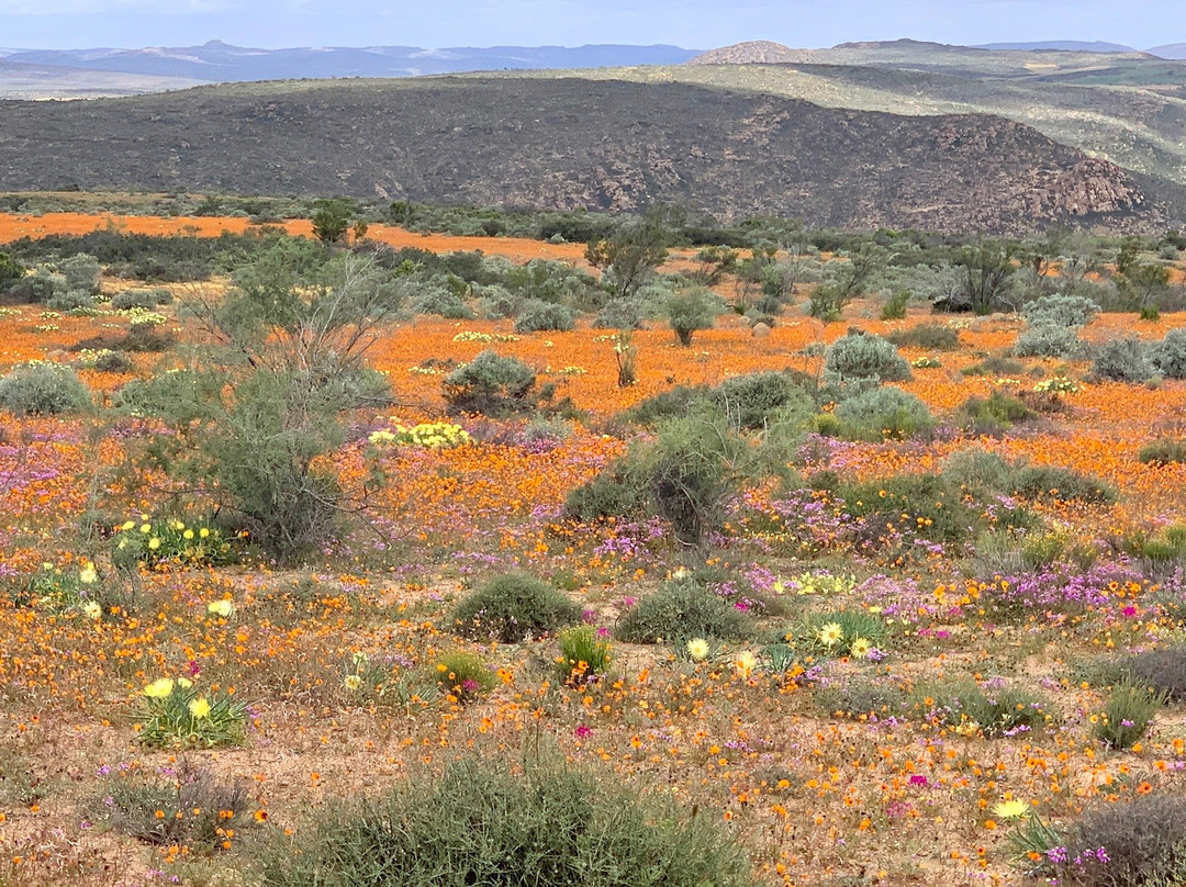 Skilpad Wild Flower Reserve-Garies必去景点