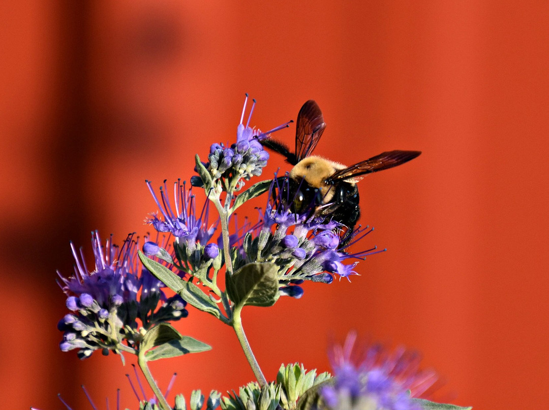 Bent Ladder-Doylestown必去景点