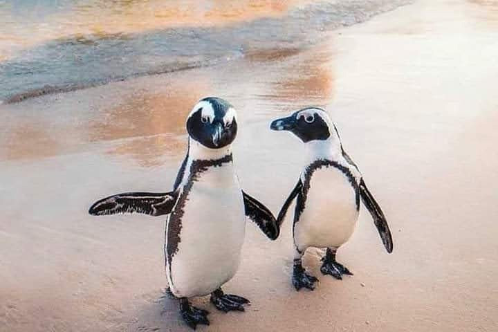 Glorious Cape Tours-开普敦中心区必去景点