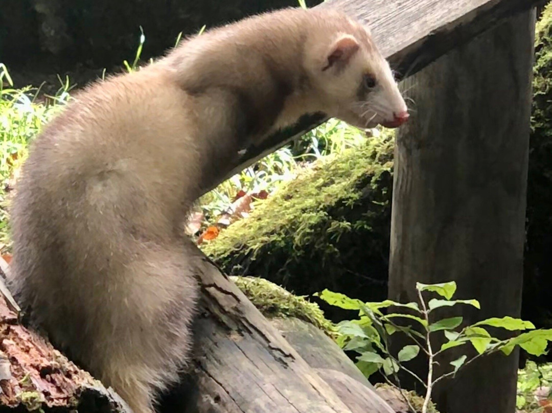 Cumberland Wildpark Grünau景点图片