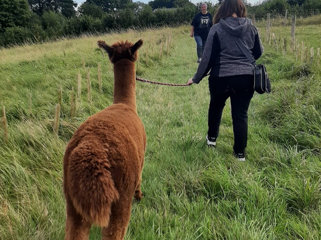 Lindway Springs Alpacas景点图片