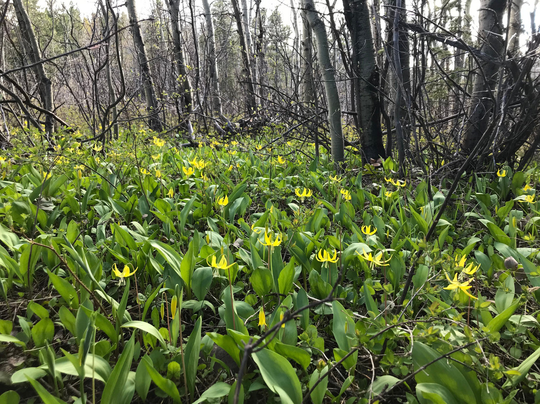 Table Mountain Trail-Beaver Mines必去景点
